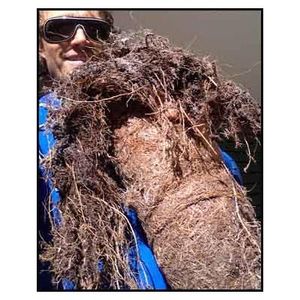 Darren holding roots extracted from drain