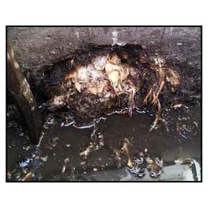 Drain overtaken by tree root